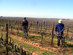 Die FarmarbeiterInnen in Südafrikas Weinbaugebieten haben inzwischen mehr Rechte, aber kaum Zugang dazu
